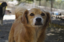 BOBBY, Hund, Mischlingshund in Bulgarien - Bild 4