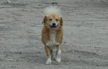 BOBBY, Hund, Mischlingshund in Bulgarien - Bild 6