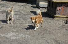 BOBBY, Hund, Mischlingshund in Bulgarien - Bild 7