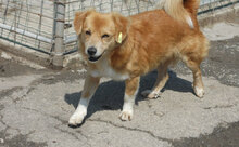 BOBBY, Hund, Mischlingshund in Bulgarien - Bild 8