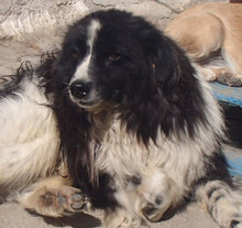 MANGO, Hund, Mischlingshund in Bulgarien - Bild 1