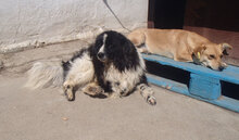 MANGO, Hund, Mischlingshund in Bulgarien - Bild 2