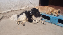 MANGO, Hund, Mischlingshund in Bulgarien - Bild 3