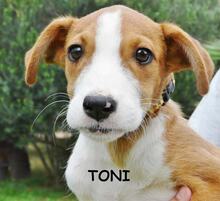 TONI, Hund, Mischlingshund in Spanien - Bild 13