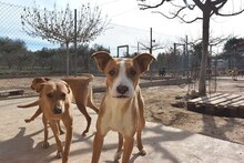 TONI, Hund, Mischlingshund in Spanien - Bild 2