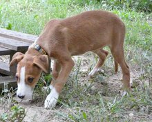 TONI, Hund, Mischlingshund in Spanien - Bild 21