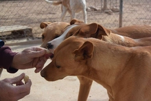 TONI, Hund, Mischlingshund in Spanien - Bild 6