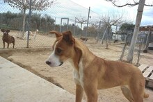 TONI, Hund, Mischlingshund in Spanien - Bild 8