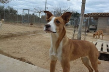 TONI, Hund, Mischlingshund in Spanien - Bild 9