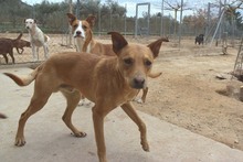 URKO, Hund, Mischlingshund in Spanien - Bild 11