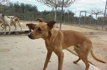 URKO, Hund, Mischlingshund in Spanien - Bild 12