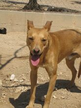 URKO, Hund, Mischlingshund in Spanien - Bild 14