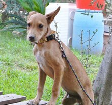 URKO, Hund, Mischlingshund in Spanien - Bild 24