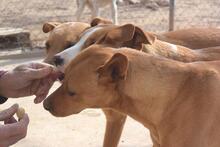 URKO, Hund, Mischlingshund in Spanien - Bild 3