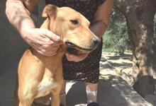 URKO, Hund, Mischlingshund in Spanien - Bild 5