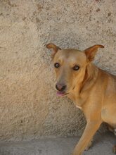 URKO, Hund, Mischlingshund in Spanien - Bild 6