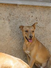 URKO, Hund, Mischlingshund in Spanien - Bild 7