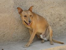 URKO, Hund, Mischlingshund in Spanien - Bild 8