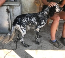 SPOTTY, Hund, Mischlingshund in Griechenland - Bild 10