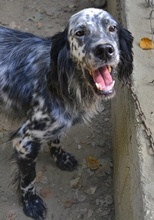 SPOTTY, Hund, Mischlingshund in Griechenland - Bild 12