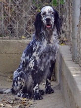 SPOTTY, Hund, Mischlingshund in Griechenland - Bild 13