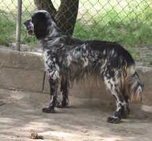SPOTTY, Hund, Mischlingshund in Griechenland - Bild 15