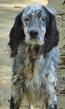 SPOTTY, Hund, Mischlingshund in Griechenland - Bild 17