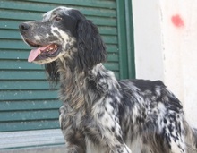 SPOTTY, Hund, Mischlingshund in Griechenland - Bild 2