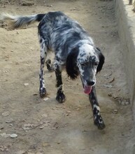 SPOTTY, Hund, Mischlingshund in Griechenland - Bild 22