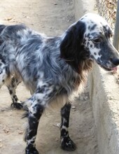 SPOTTY, Hund, Mischlingshund in Griechenland - Bild 23