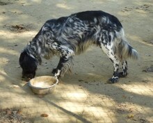 SPOTTY, Hund, Mischlingshund in Griechenland - Bild 24