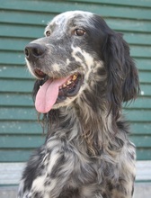 SPOTTY, Hund, Mischlingshund in Griechenland - Bild 5