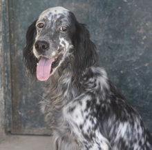 SPOTTY, Hund, Mischlingshund in Griechenland - Bild 6