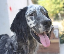 SPOTTY, Hund, Mischlingshund in Griechenland - Bild 7
