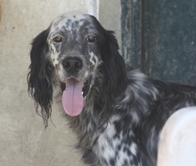 SPOTTY, Hund, Mischlingshund in Griechenland - Bild 8