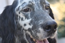 SPOTTY, Hund, Mischlingshund in Griechenland - Bild 9