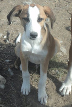 MARCOS, Hund, Mischlingshund in Griechenland - Bild 1