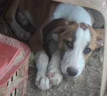 MARCOS, Hund, Mischlingshund in Griechenland - Bild 2