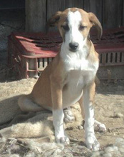 MARCOS, Hund, Mischlingshund in Griechenland - Bild 3
