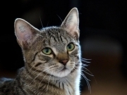 FLAVIO, Katze, Hauskatze in Burglauer - Bild 3