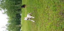 PAUL, Hund, Mischlingshund in Sibbesse - Bild 3