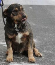 BALU, Hund, Mischlingshund in Achim - Bild 2