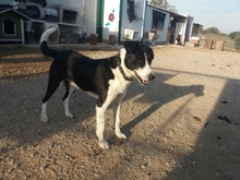AARON, Hund, Mischlingshund in Spanien - Bild 2