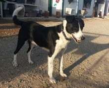 AARON, Hund, Mischlingshund in Spanien - Bild 3