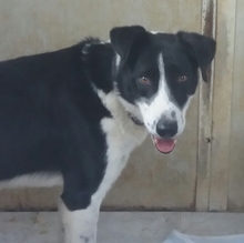 AARON, Hund, Mischlingshund in Spanien - Bild 4