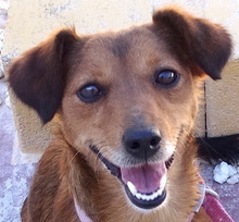 TESS3, Hund, Mischlingshund in Zypern - Bild 1