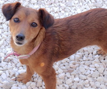 TESS3, Hund, Mischlingshund in Zypern - Bild 2