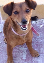 TESS3, Hund, Mischlingshund in Zypern - Bild 3