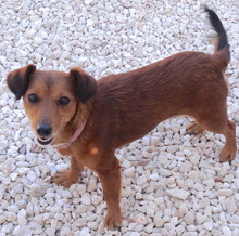 TESS3, Hund, Mischlingshund in Zypern - Bild 4