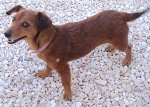TESS3, Hund, Mischlingshund in Zypern - Bild 5
